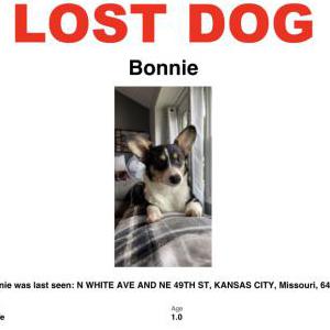 Lost Dog Bonnie