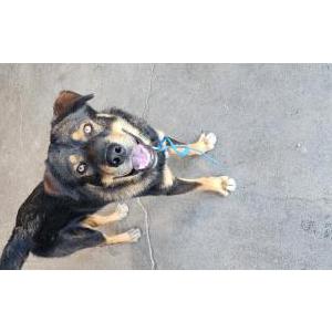 Image of unknown, Found Dog