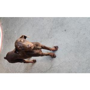 Image of unknown, Found Dog