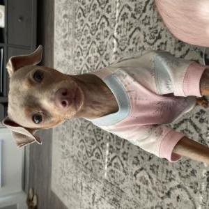 Lost Dog Dolly