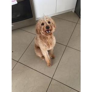 Lost Dog Malta