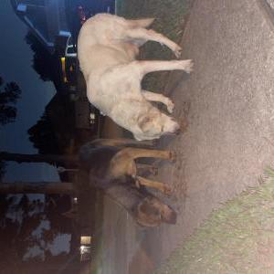 Image of Unknown, Found Dog