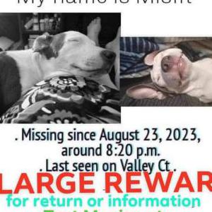 Image of Misfit, Lost Dog