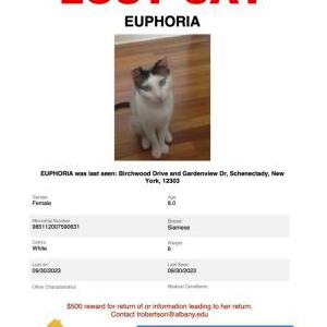 Lost Cat Euphoria