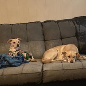 Lost Dog Bolt