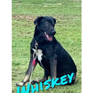 Lost Dog Whiskey