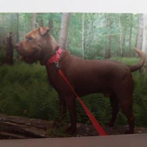Lost Dog Beau