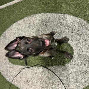 Found Dog Unknown