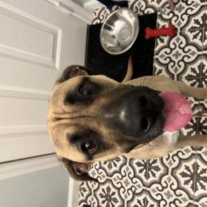 Found Dog Unknown