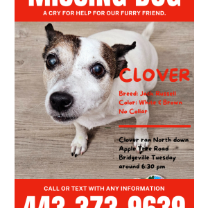 Image of Clover, Lost Dog