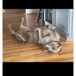 Lost Dog Duke