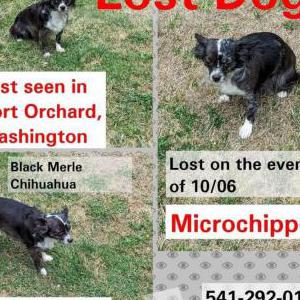 Lost Dog Saleena