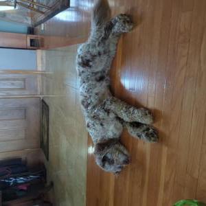 Lost Dog Gus Gus