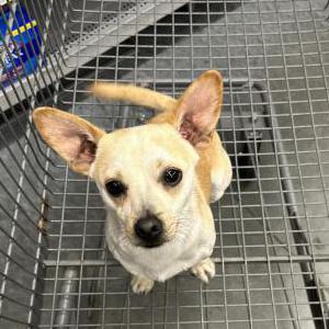 Lost Dog Milo