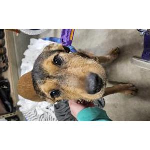 Image of Unknown, Found Dog
