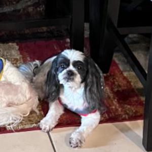 Lost Dog Max