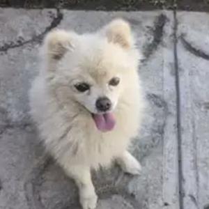 Found Dog ..
