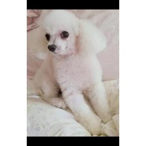 Lost Dog Boo boo