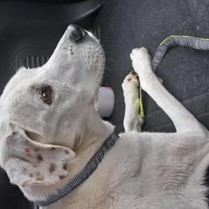Found Dog Unknown