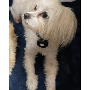 2nd Image of Tito, Lost Dog