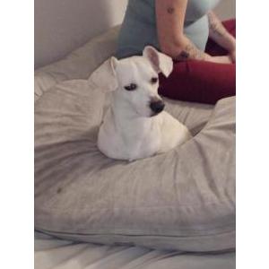 Lost Dog Wags