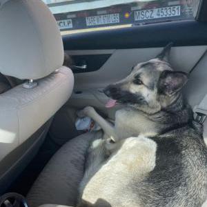 Lost Dog Sandy