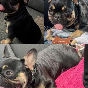 Lost Dog Massimo