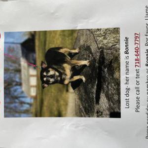 Lost Dog Bonnie