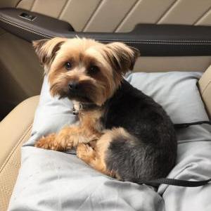 Lost Dog Charlie Boelts