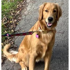 Lost Dog Lola