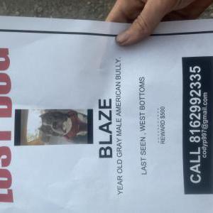 Lost Dog Blaze