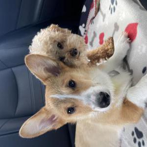 Image of Po, Lost Dog