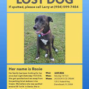 Lost Dog Rosie