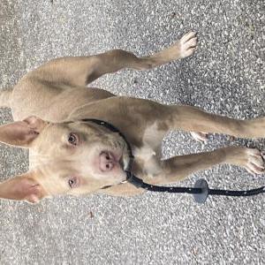 Found Dog Unknown