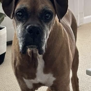Lost Dog Tyson