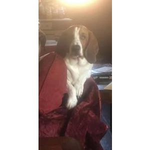 Lost Dog Coleman