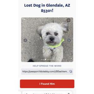 Lost Dog Ace