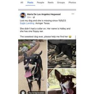 Lost Dog Halley