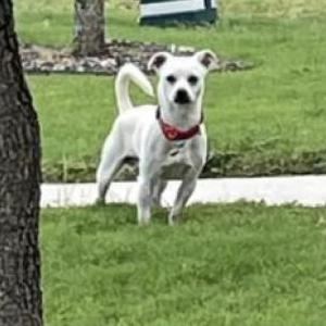Lost Dog Snowblaze