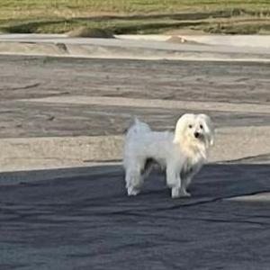 Lost Dog Casper