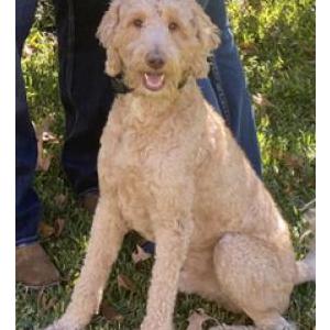 Lost Dog Tucker