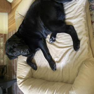 Lost Dog Woody