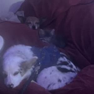 Lost Dog Lady Courgette