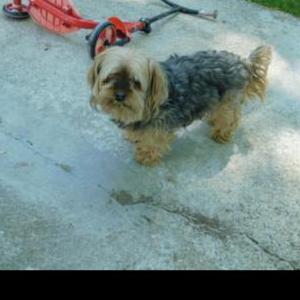 Lost Dog Peggy