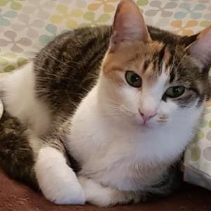 Image of Diggie, Lost Cat