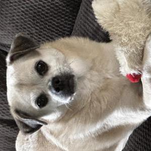 Lost Dog Princess