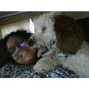 Lost Dog dexter