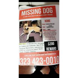 Lost Dog Kobe