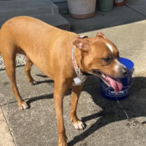 Lost Dog Medusa (duce)