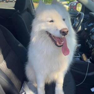 Lost Dog Nimue